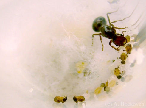 Fire ant queen (Solenopsis invicta) tending brood.