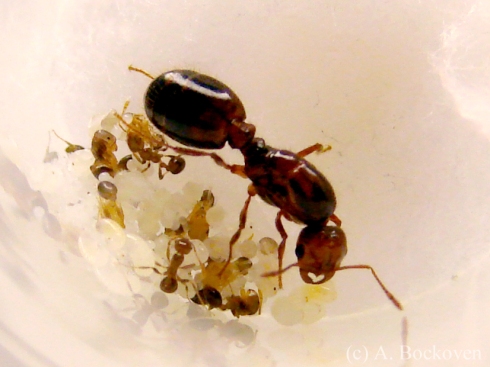 Queen fire ant (Solenopsis invicta) with brood and minims.