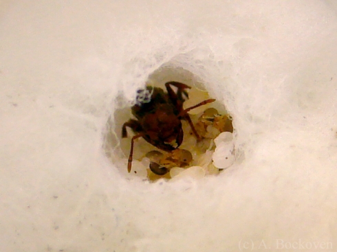 Queen fire ant (Solenopsis invicta) burrowed into cotton with her first brood.