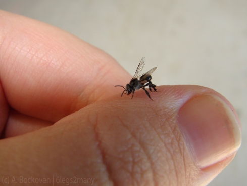 A stingless bee worker perched on a thumb for size reference.
