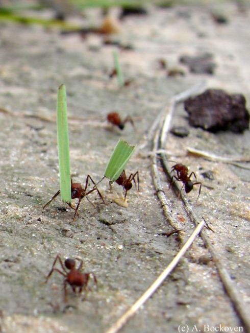 A trail of leafcutter ants carrying plant clippings.