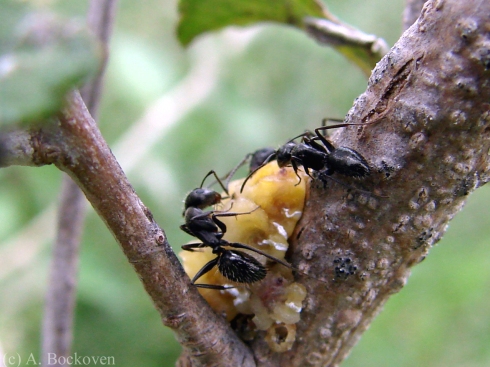 Carpenter ants tend scales on a shrub