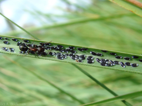A carpenter ant (Camponotus) tends scales on a grass blade.