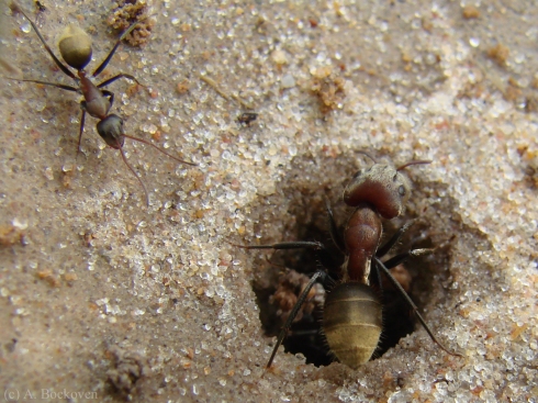 Dimorphic carpenter ant workers at a nest entrance.