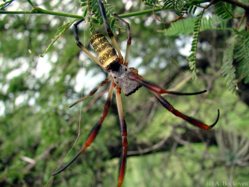 A gregarious orbweaver spider