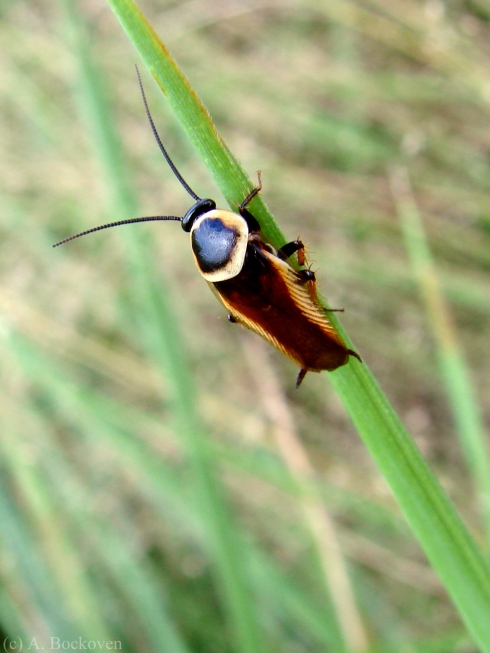 A field roach