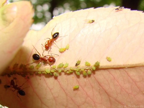 Carpenter ants (camponotus) tending aphids.