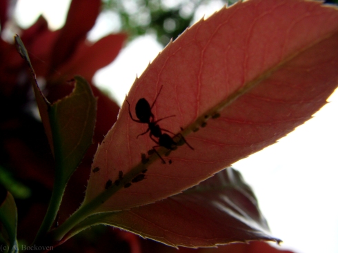 Silhouette of carpenter ant tending aphids.