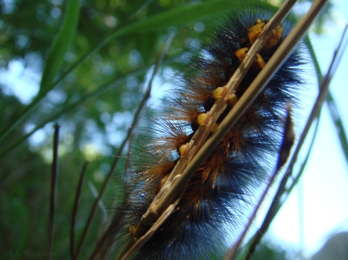 Tiger Moth Caterpillar - Arctiidae