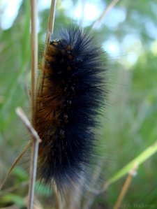 A tiger moth caterpillar (Arctiidae) climbs a grass stem.