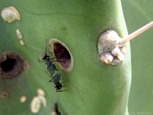 Carpenter ants (Camponotus) nesting in a catus