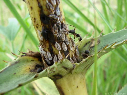 Carpenter ants (Camponotus) tending treehopper nymphs (Membracidae).