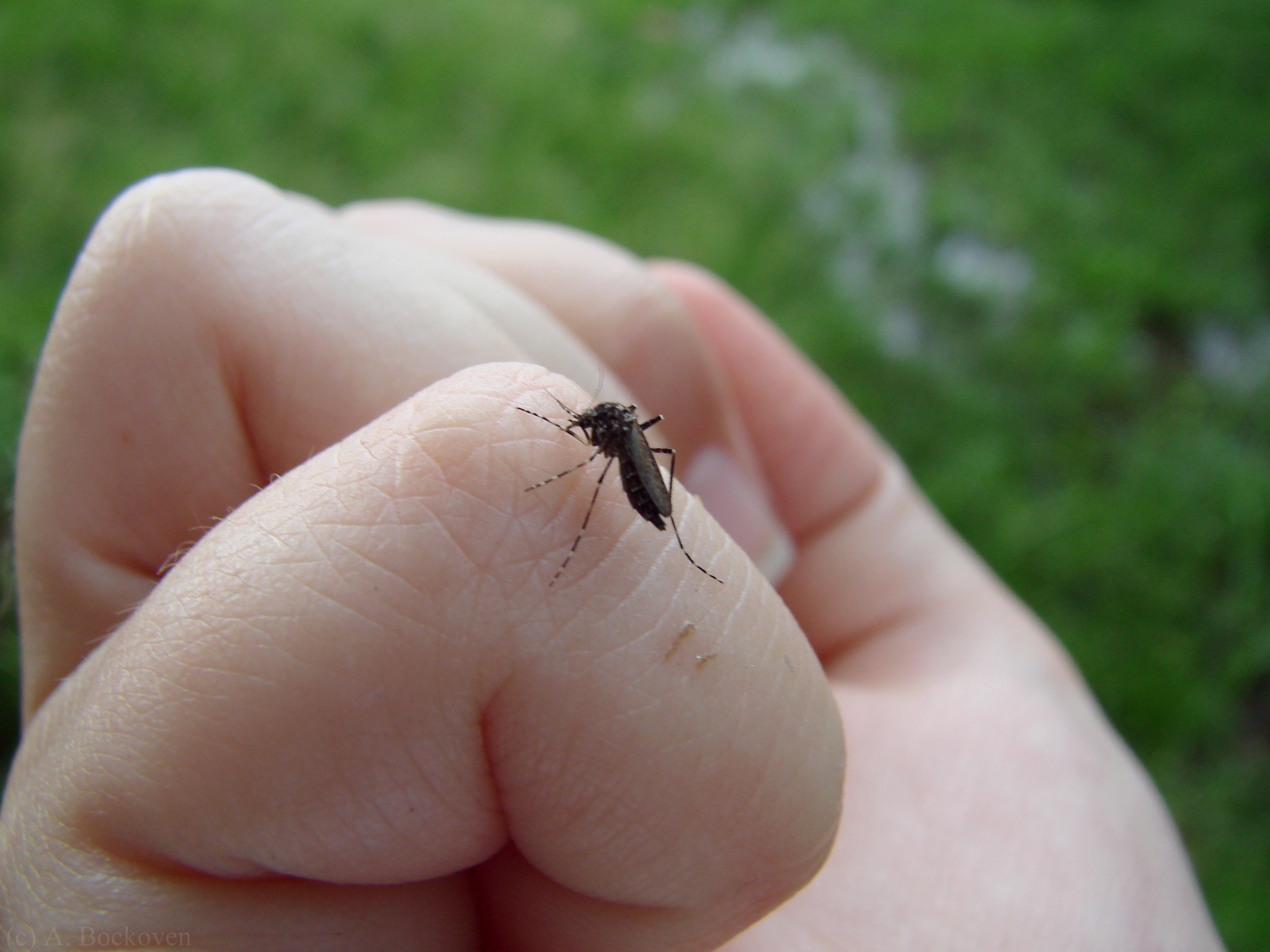 Комаров погуляет. Маленькие комары. Букашки которые кусаются.
