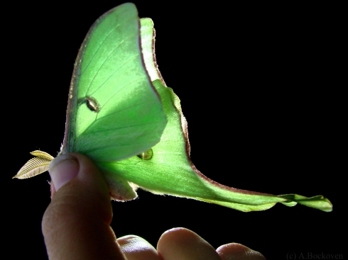A luna moth (Saturniidae) with wings lit from behind.