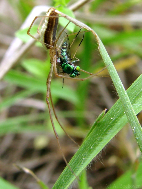 Spider preying on long-legged fly (Dolichopodidae).