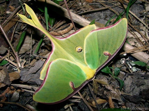 A luna moth (Saturniidae) on the leaf litter.