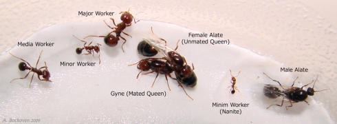 Fire ant sexuals and polymorphic workers (Solenopsis invicta).