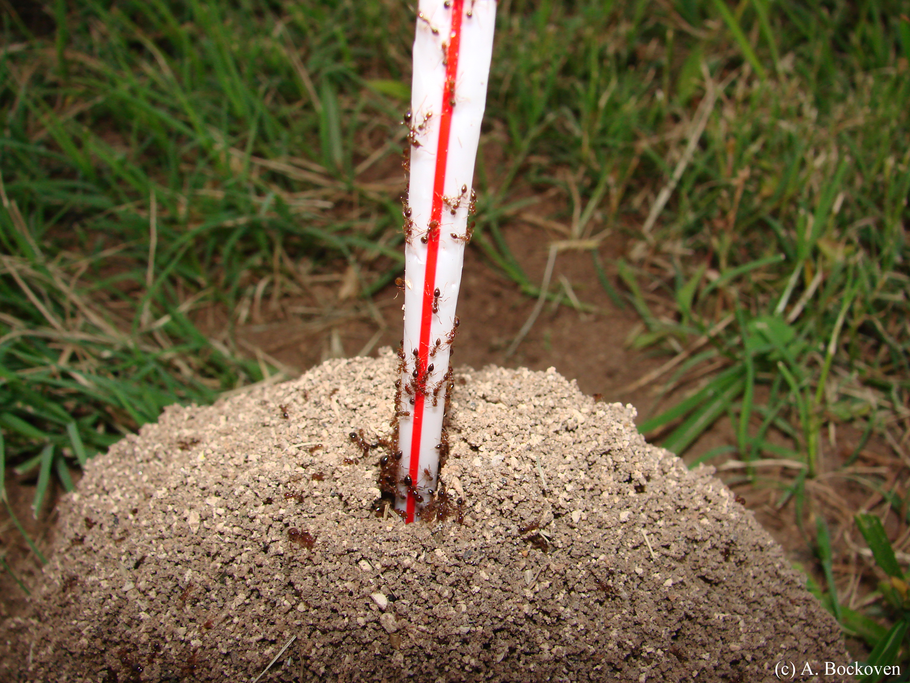 What is the best home remedy to kill fire ants?