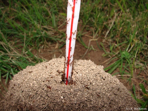 A colony of fire ants (Solenopsis invicta) swarms in response to a disturbance to the mound.