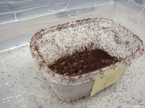 A fire ant colony (Solenopsis invicta) in tupperware after being separated from the soil.