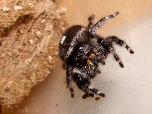 A bold jumping spider, Phidippus audax