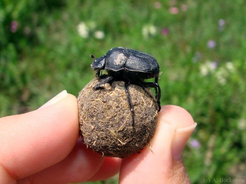 A dung beetle with its dung ball (Welder Wildlife Refuge, Texas).