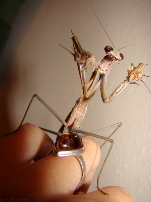 Adult Chinese mantis devouring a cricket.
