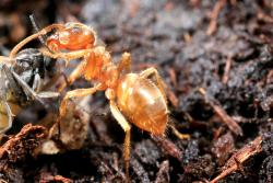 Barrier Termite & Pest Technologies Not-a-fire-ant