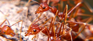 Clark's Pest Control's Not-a-fire-ant
