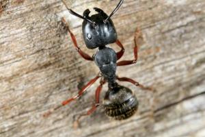 Culpepper Pest Control's Not-a-fire-ant