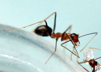 Dayton's Pest Control's Not-a-Fire-Ant