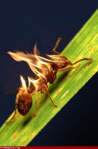 This is a fire fire ant.