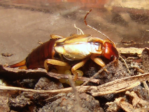 An earwig mother guards her clutch of eggs (Forficulidae).