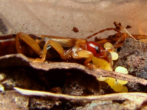 A mother earwig watches over her eggs.