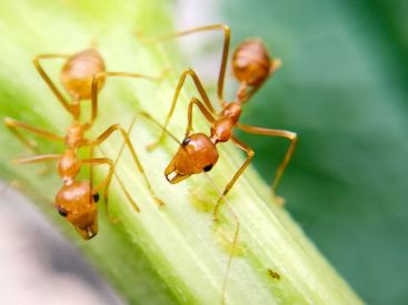 how_to_identify_fire_ants