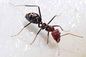 Not A Fire Ant by MistPro and Treasure Coast
