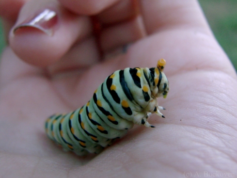 A swallowtail caterpillar everting its osmeterium.