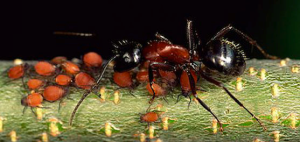 Sterling Pest Control's Not A Fire Ant