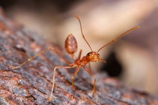 terro_not_a_fire_ant