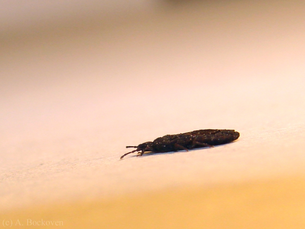 Черный продолговатый Жук. Маленький длинный насекомое. Маленькое черное насекомое. Маленькое длинное черное насекомое. С чуть черневшимися усиками