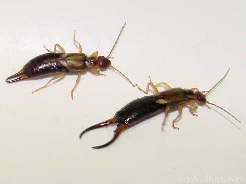 The cerci of male and female common earwigs (Forficulidae).