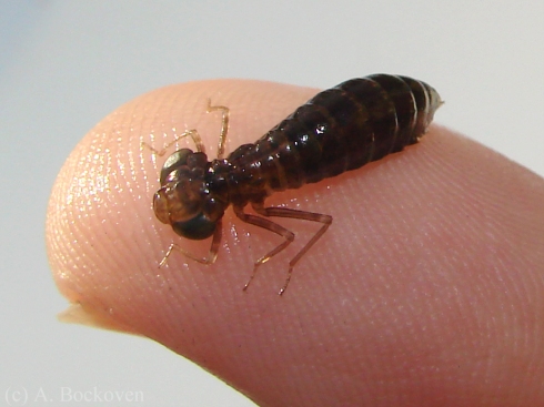 An aeshnid dragonfly nymph shown on thumb for scale.