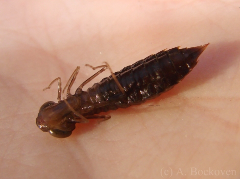 Ventral side of aeshnid nymph.
