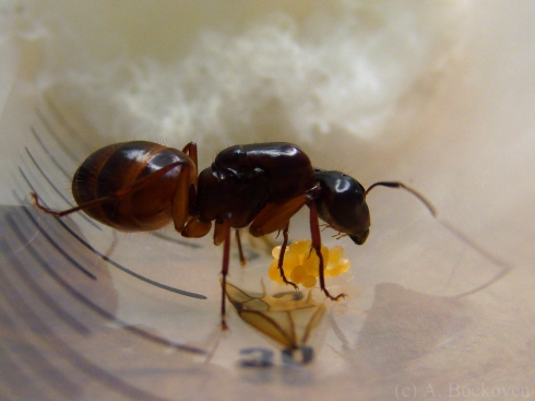 Camponotus foundress queen tending eggs.