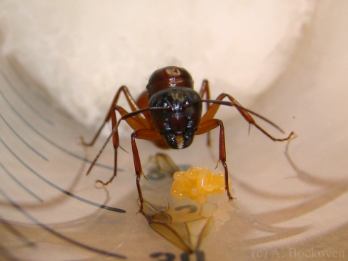 A disturbed camponotus queen guards her clutch of eggs.