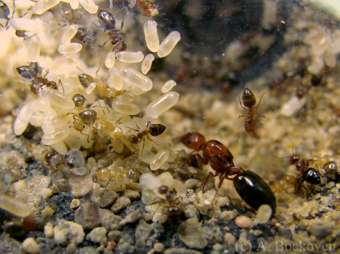 A crematogaster queen with brood pile, nurses, and newly eclosed workers.