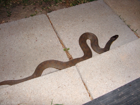 A water snake (Nerodia) lurking on back porch step.