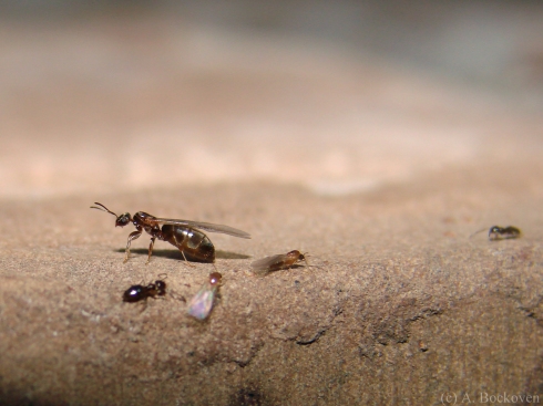 Winged sexual male and female sugar ants prepare for their nuptial flight under the guard of the small black worker ants.