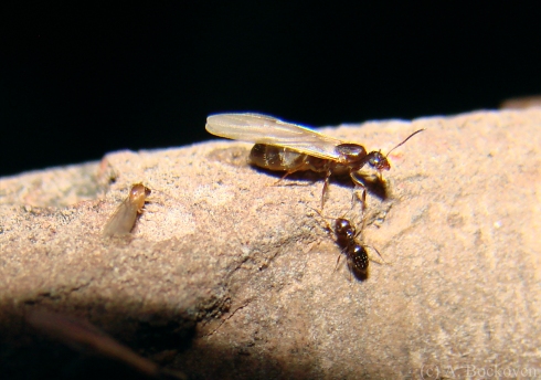 Sexual male and female sugar ants (Brachymyrmex) with sterile worker ant.