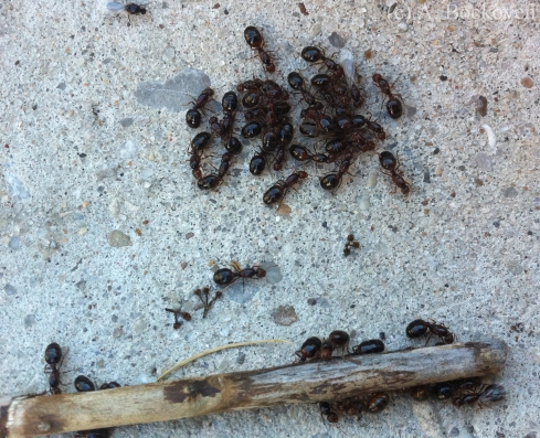 Winged sexual fire ants cluster together